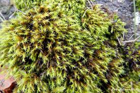 Attēlu rezultāti vaicājumam “Grimmia muehlenbeckii”