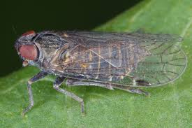 Attēlu rezultāti vaicājumam “Cixiidae”