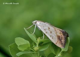 Attēlu rezultāti vaicājumam “Evergestis extimalis”