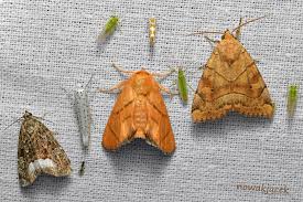 Attēlu rezultāti vaicājumam “Argyresthia goedartella”