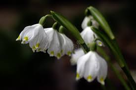 Attēlu rezultāti vaicājumam “Leucojum vernum var. carpathicum flower”