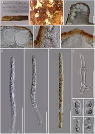 Attēlu rezultāti vaicājumam “Hypocrea rufa”