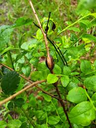 Attēlu rezultāti vaicājumam “Lasioptera rubi larva”