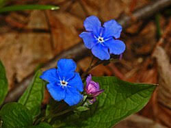 Image result for Omphalodes verna