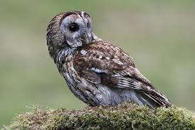 Attēlu rezultāti vaicājumam “Strix aluco”