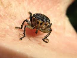 Attēlu rezultāti vaicājumam “Mononychus punctumalbum”