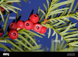 Attēlu rezultāti vaicājumam “Taxus baccata fruit”