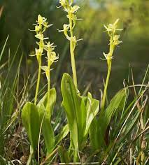 Attēlu rezultāti vaicājumam “Liparis loeselii fruit”