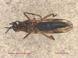 Attēlu rezultāti vaicājumam “Xylophagidae”