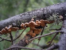 Attēlu rezultāti vaicājumam “Aleurodiscus amorphus”