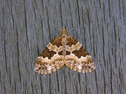 Attēlu rezultāti vaicājumam “Electrophaes corylata”