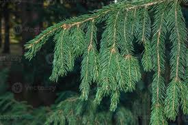 Attēlu rezultāti vaicājumam “Picea abies leaf”