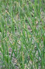 Attēlu rezultāti vaicājumam “Allium sativum”