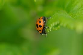 Attēlu rezultāti vaicājumam “Hippodamia notata”