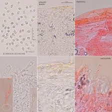Attēlu rezultāti vaicājumam “Tricholoma album”