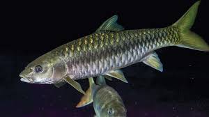 Image result for Pseudomyxus capensis