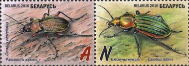 Attēlu rezultāti vaicājumam “Carabus cancellatus”
