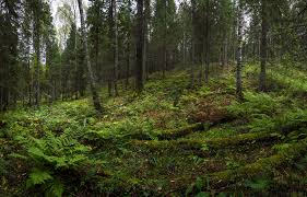 Image result for лес,