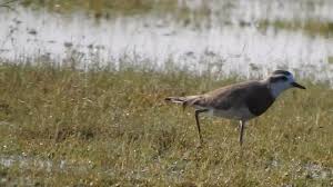 Image result for Charadrius asiaticus