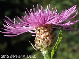 Attēlu rezultāti vaicājumam “Centaurea jacea fruit”