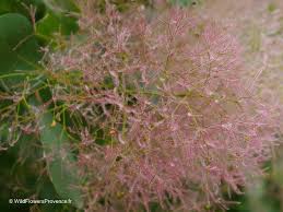Attēlu rezultāti vaicājumam “Cotinus coggygria flower”