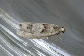 Attēlu rezultāti vaicājumam “Tortricidae”