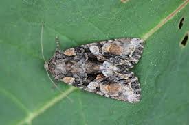 Attēlu rezultāti vaicājumam “Lacanobia contigua imago”