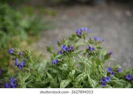 Attēlu rezultāti vaicājumam “Pulmonaria saccharata leaf”