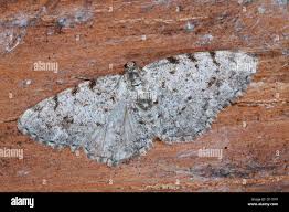 Attēlu rezultāti vaicājumam “Aethalura punctulata”