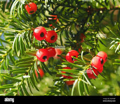 Attēlu rezultāti vaicājumam “Taxus baccata fruit”
