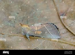 Attēlu rezultāti vaicājumam “Polypogon tentacularius male”