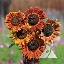 Attēlu rezultāti vaicājumam “Helianthus annuus”