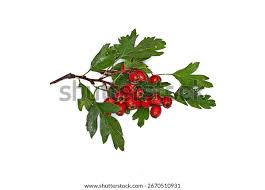 Attēlu rezultāti vaicājumam “Crataegus monogyna”