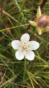 Attēlu rezultāti vaicājumam “Parnassia palustris leaf”