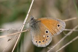 Attēlu rezultāti vaicājumam “Coenonympha tullia”