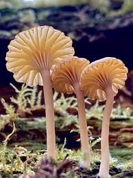 Attēlu rezultāti vaicājumam “Lichenomphalia umbellifera”