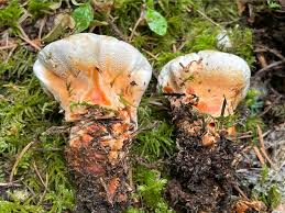 Attēlu rezultāti vaicājumam “Hydnellum aurantiacum”