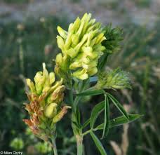 Attēlu rezultāti vaicājumam “Medicago x varia  flower”