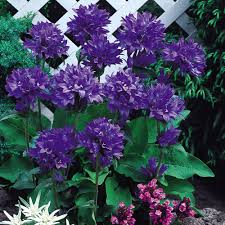 Attēlu rezultāti vaicājumam “Campanula glomerata leaf”