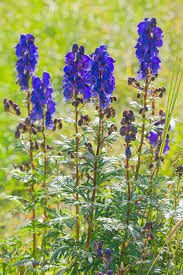 Attēlu rezultāti vaicājumam “Aconitum napellus”