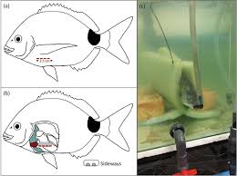 Image result for Diplodus capensis