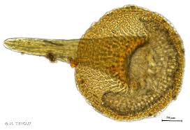 Attēlu rezultāti vaicājumam “Seligeria pusilla”