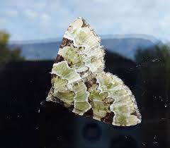 Attēlu rezultāti vaicājumam “Colostygia pectinataria male”