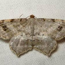 Attēlu rezultāti vaicājumam “Macaria alternata”