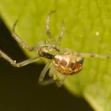 Attēlu rezultāti vaicājumam “Phylloneta sp.”