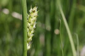 Attēlu rezultāti vaicājumam “Carex hirta fruit”