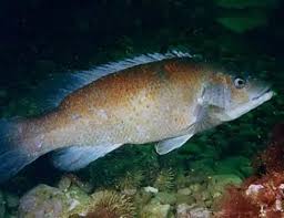 Image result for Tautogolabrus adspersus