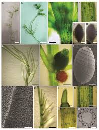 Attēlu rezultāti vaicājumam “Chara intermedia female”