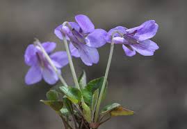 Attēlu rezultāti vaicājumam “Viola rupestris”