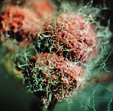 Attēlu rezultāti vaicājumam “Cribraria purpurea plasmodium”